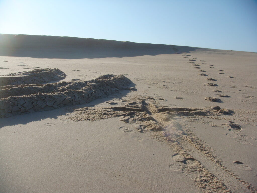 Subseacable Communications Cable Recovery (2011)